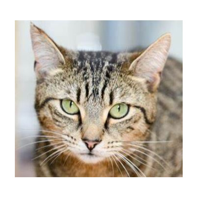 chat_tete